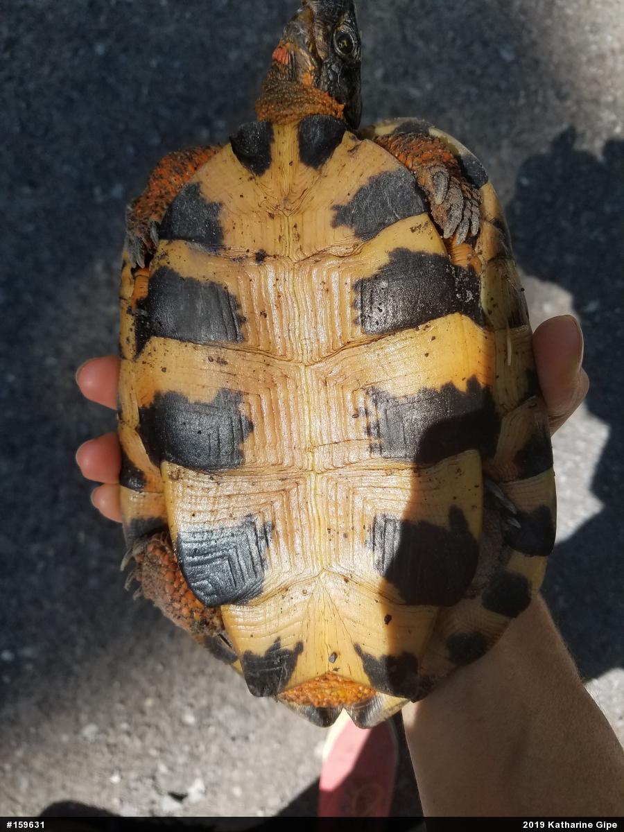 Wood Turtle