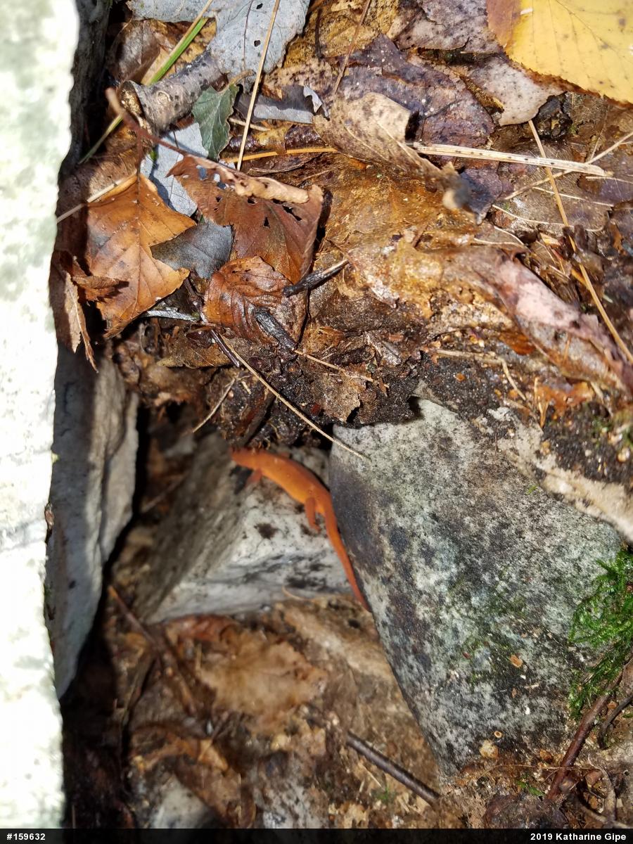 Red-spotted Newt