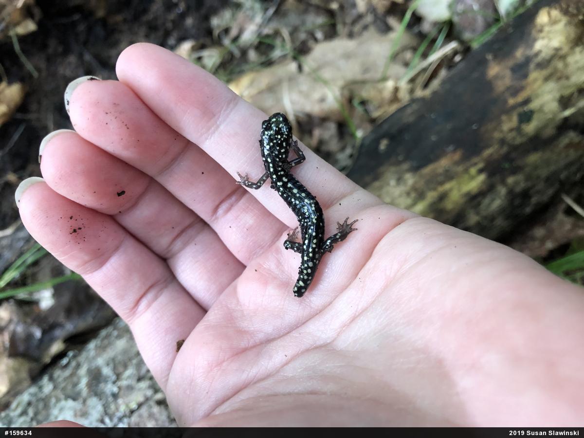 Northern Slimy Salamander
