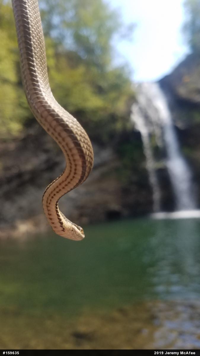 Queensnake