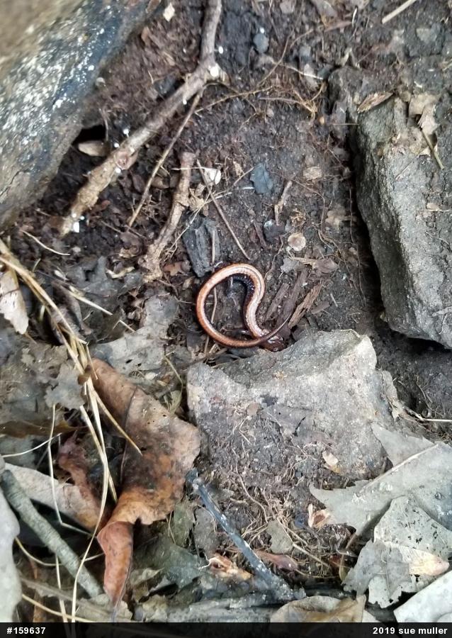 Eastern Red-backed  Salamander