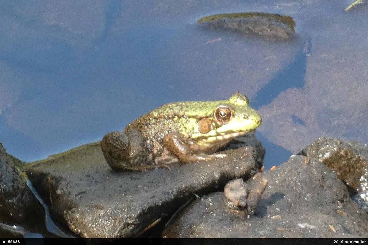 Green Frog