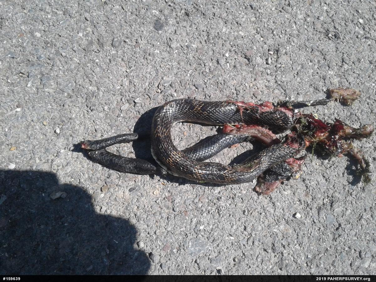 Eastern Ratsnake