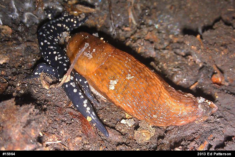 Northern Slimy Salamander