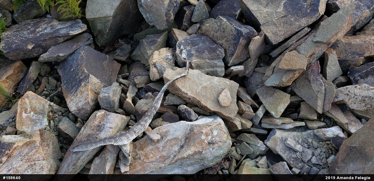 Timber Rattlesnake