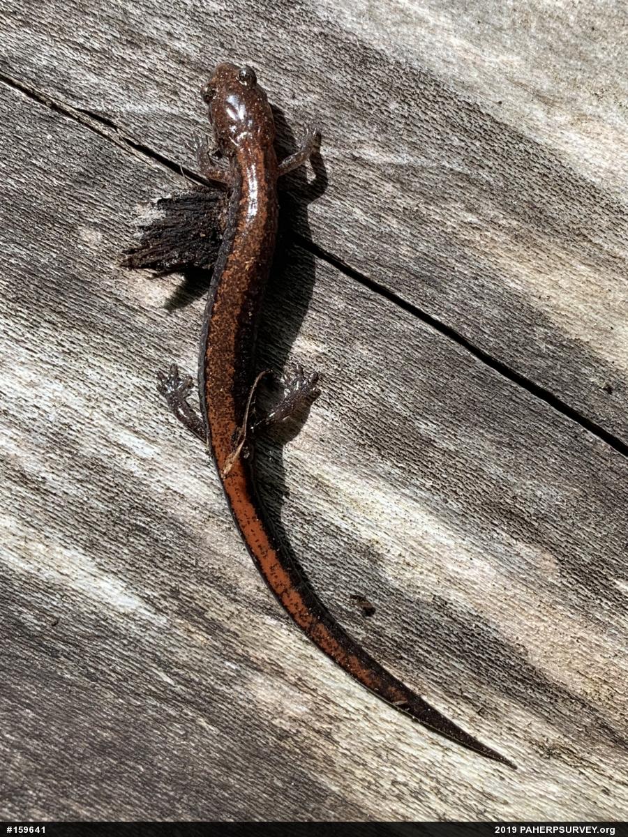 Eastern Red-backed  Salamander