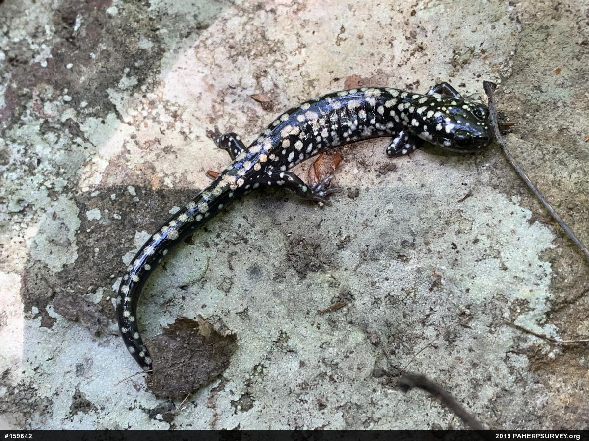 Northern Slimy Salamander