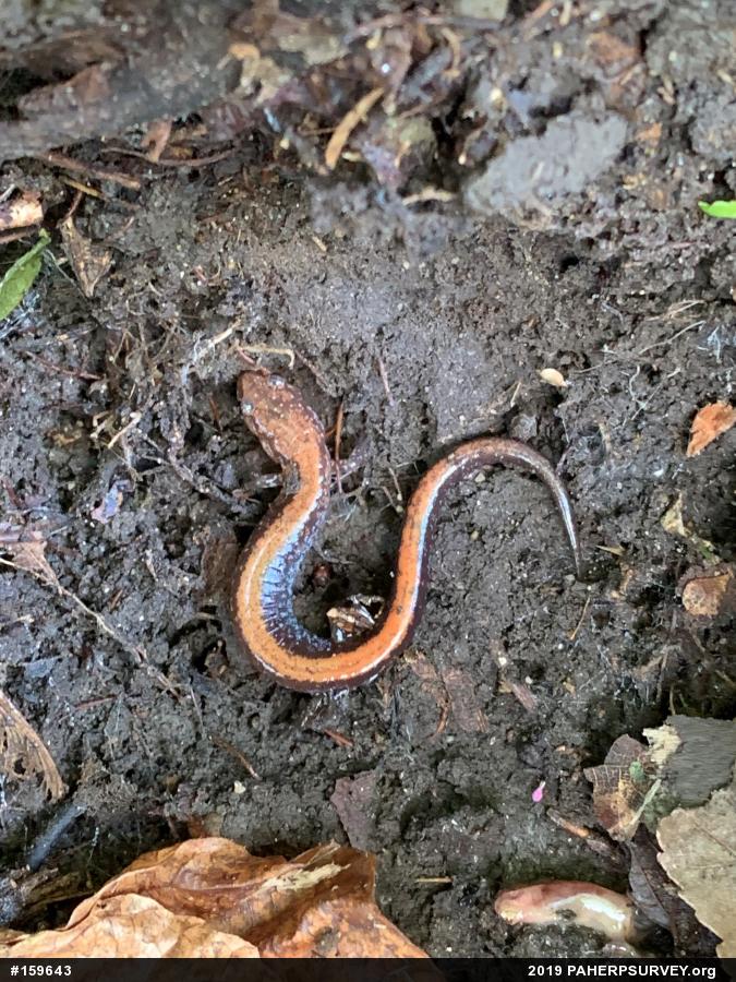 Eastern Red-backed  Salamander