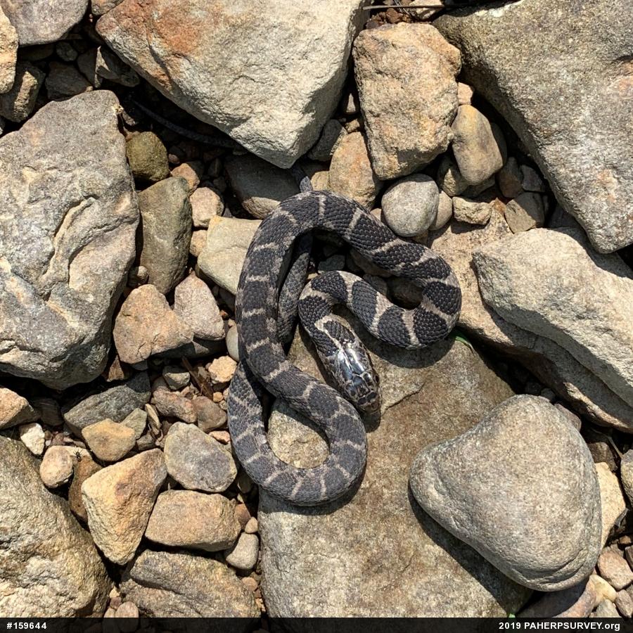 Northern Watersnake