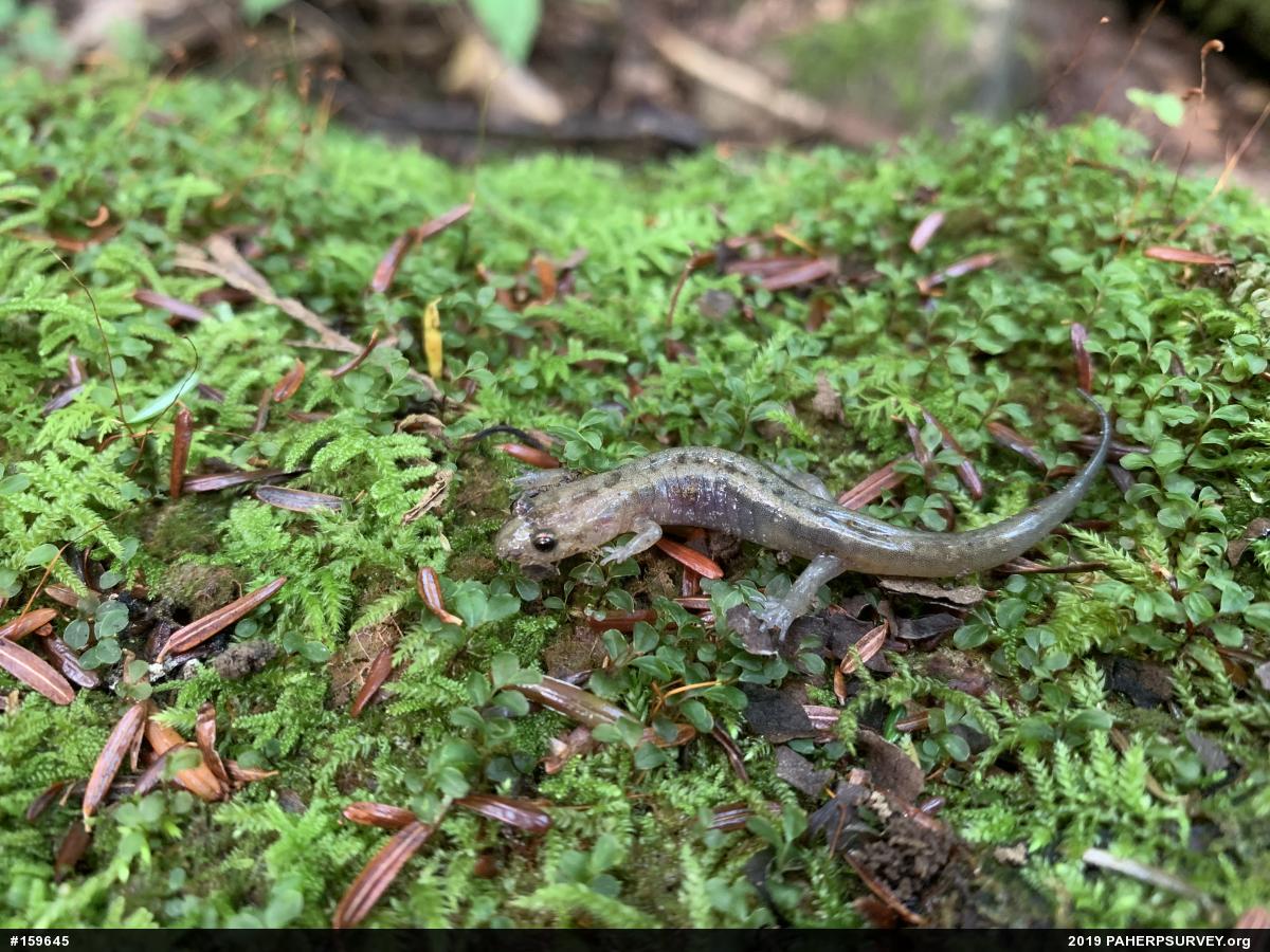Allegheny Mountain Dusky Salamander