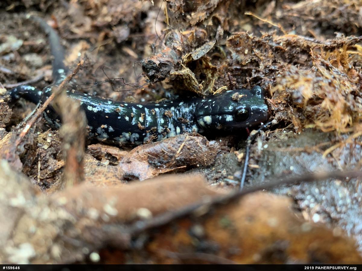Northern Slimy Salamander