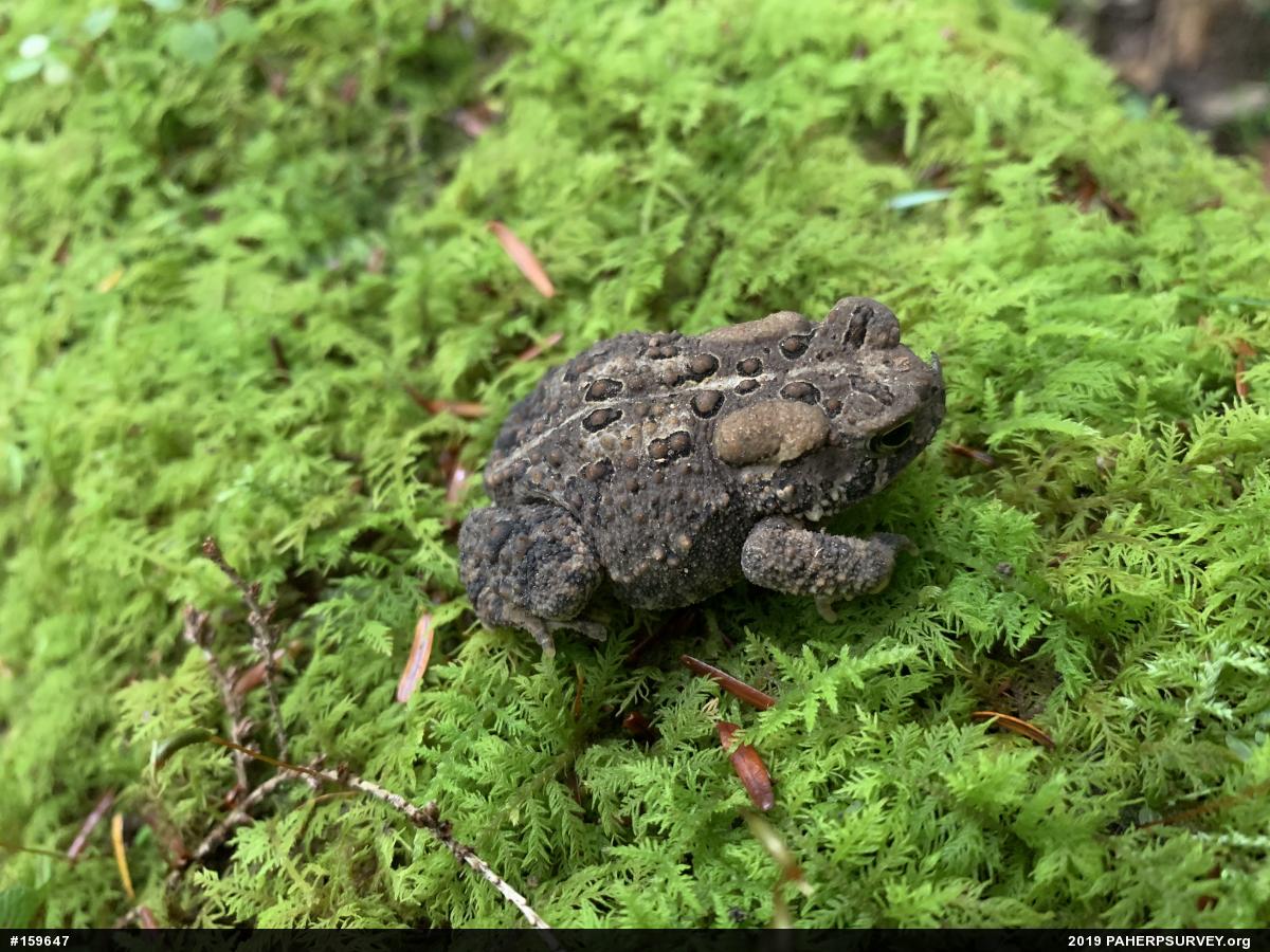 Eastern American Toad