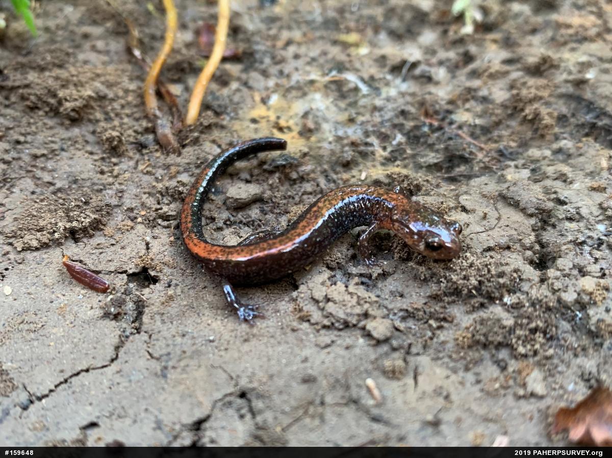 Eastern Red-backed  Salamander
