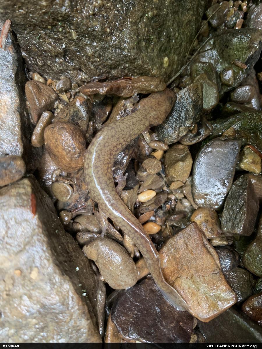 Northern Spring Salamander