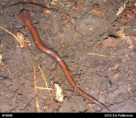 Eastern Red-backed  Salamander