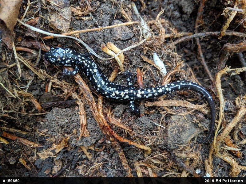 Northern Slimy Salamander