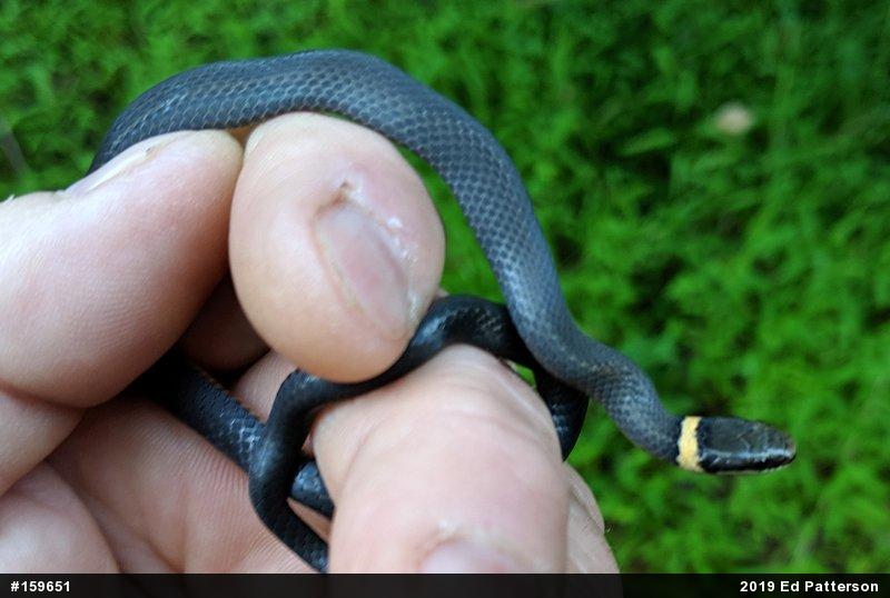Northern Ring-necked Snake