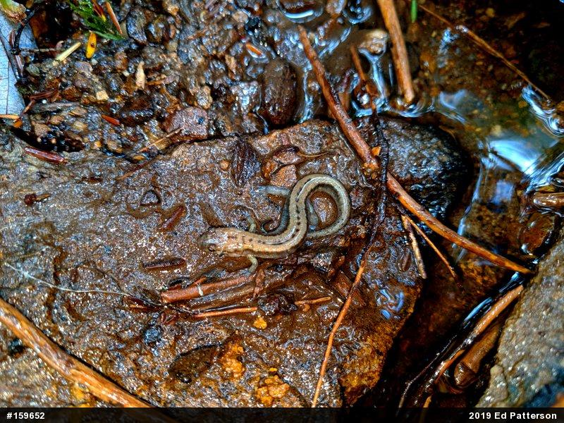 Allegheny Mountain Dusky Salamander