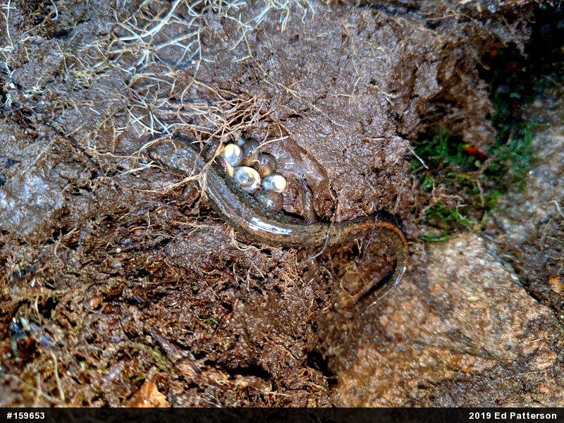 Northern Dusky Salamander