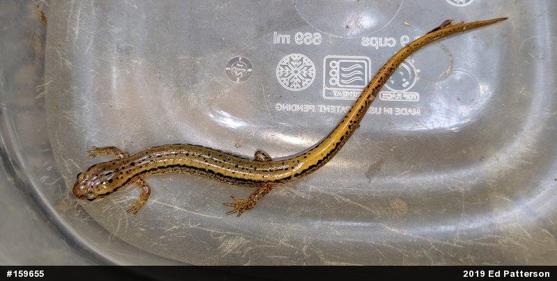Northern Two-lined Salamander