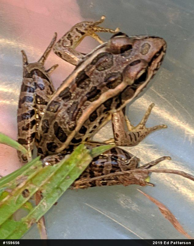 Pickerel Frog