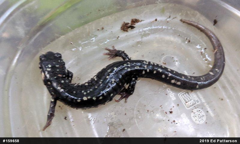 Northern Slimy Salamander