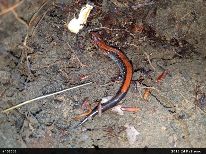 Eastern Red-backed  Salamander