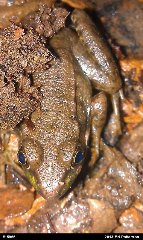 Green Frog