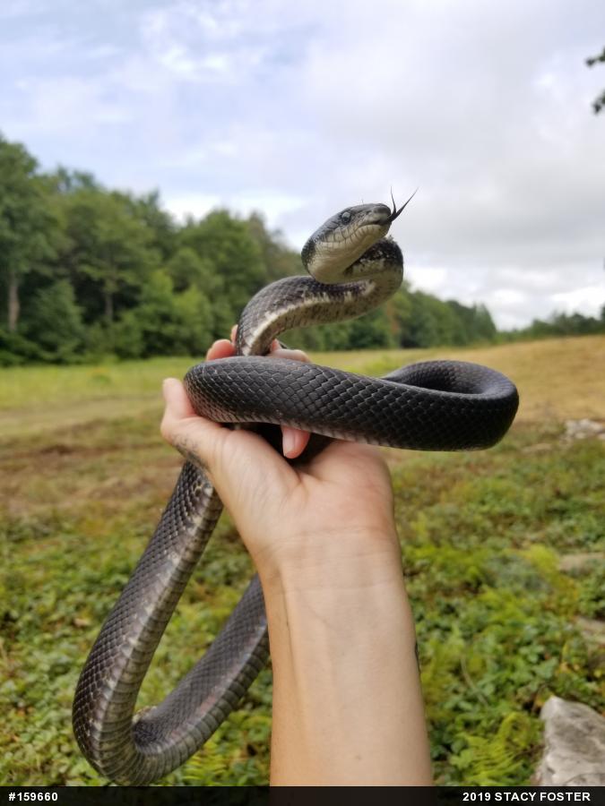 Eastern Ratsnake