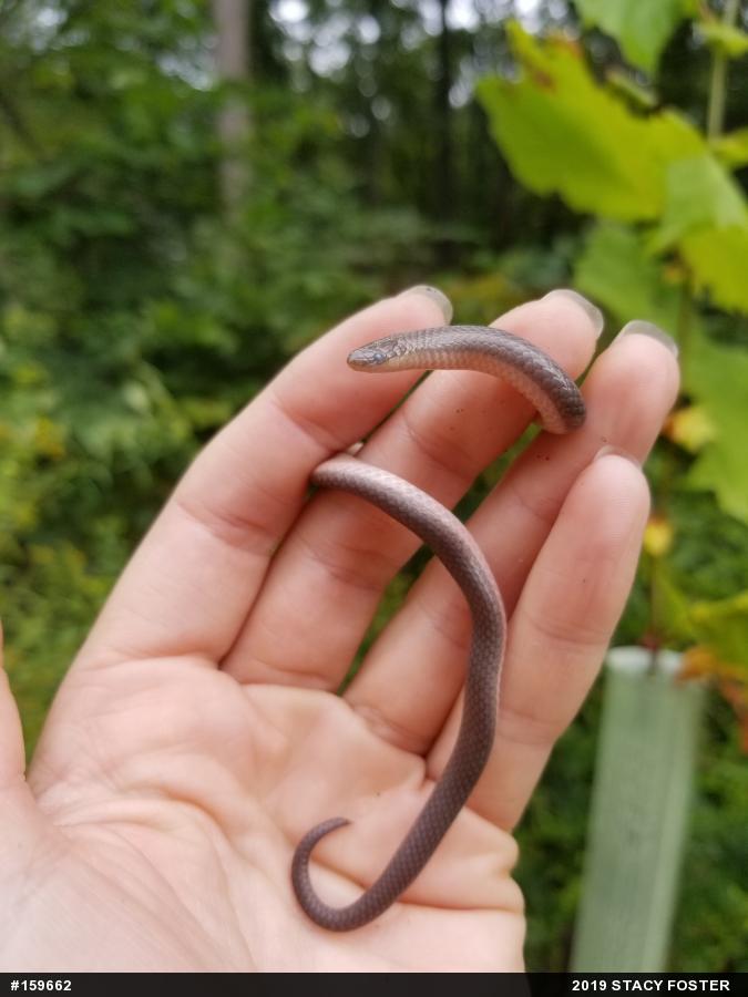 Eastern Wormsnake