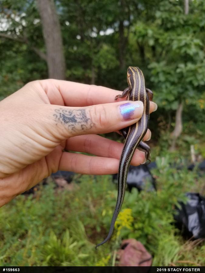 Common Five-lined Skink