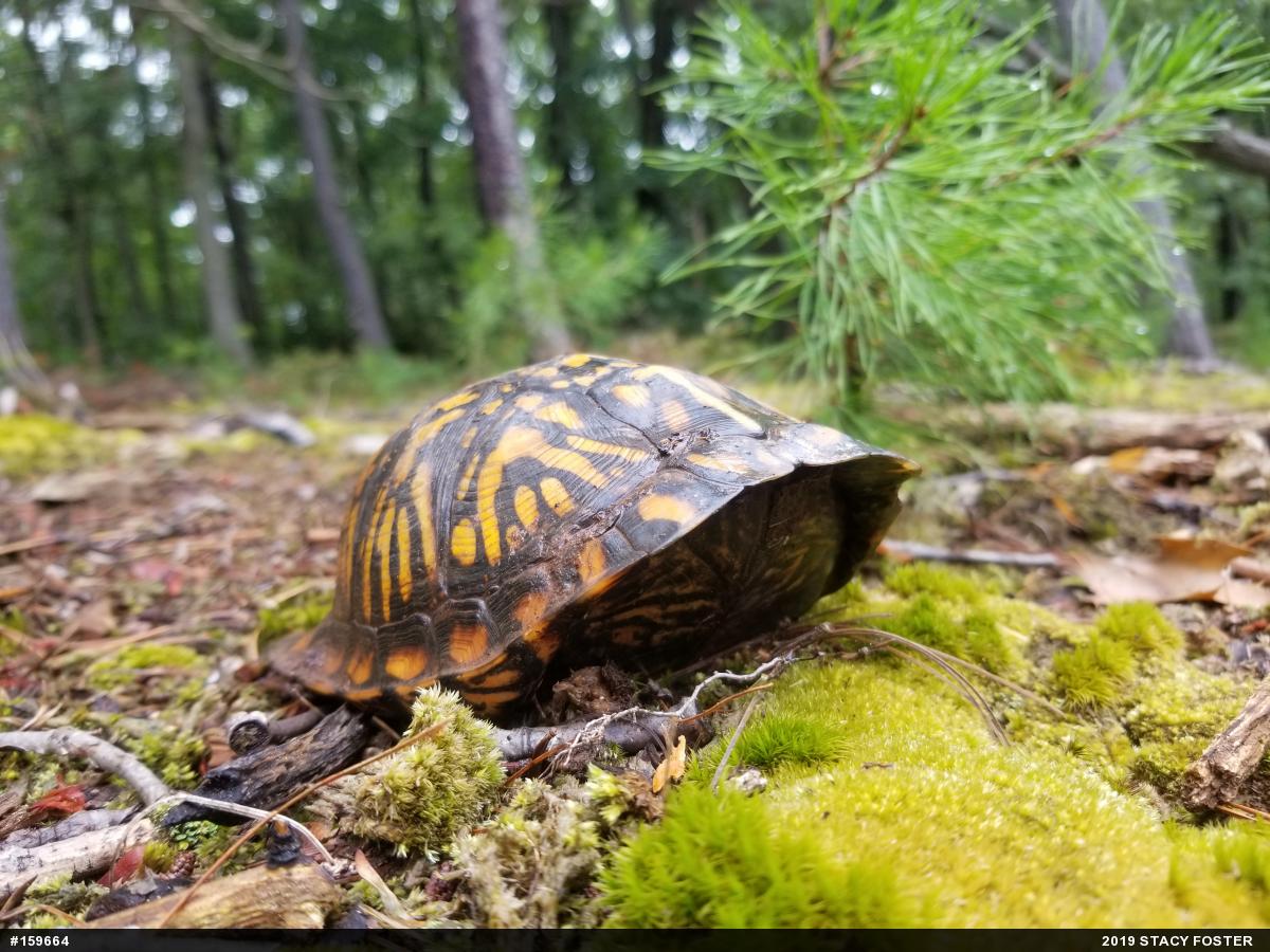 Eastern Box Turtle