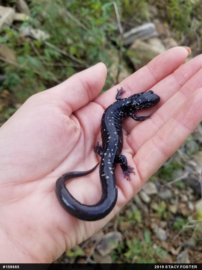 Northern Slimy Salamander