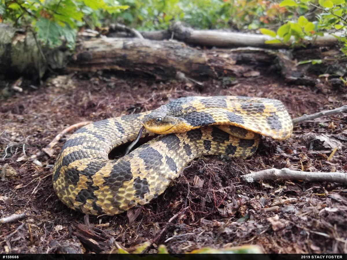 Eastern Hog-nosed Snake