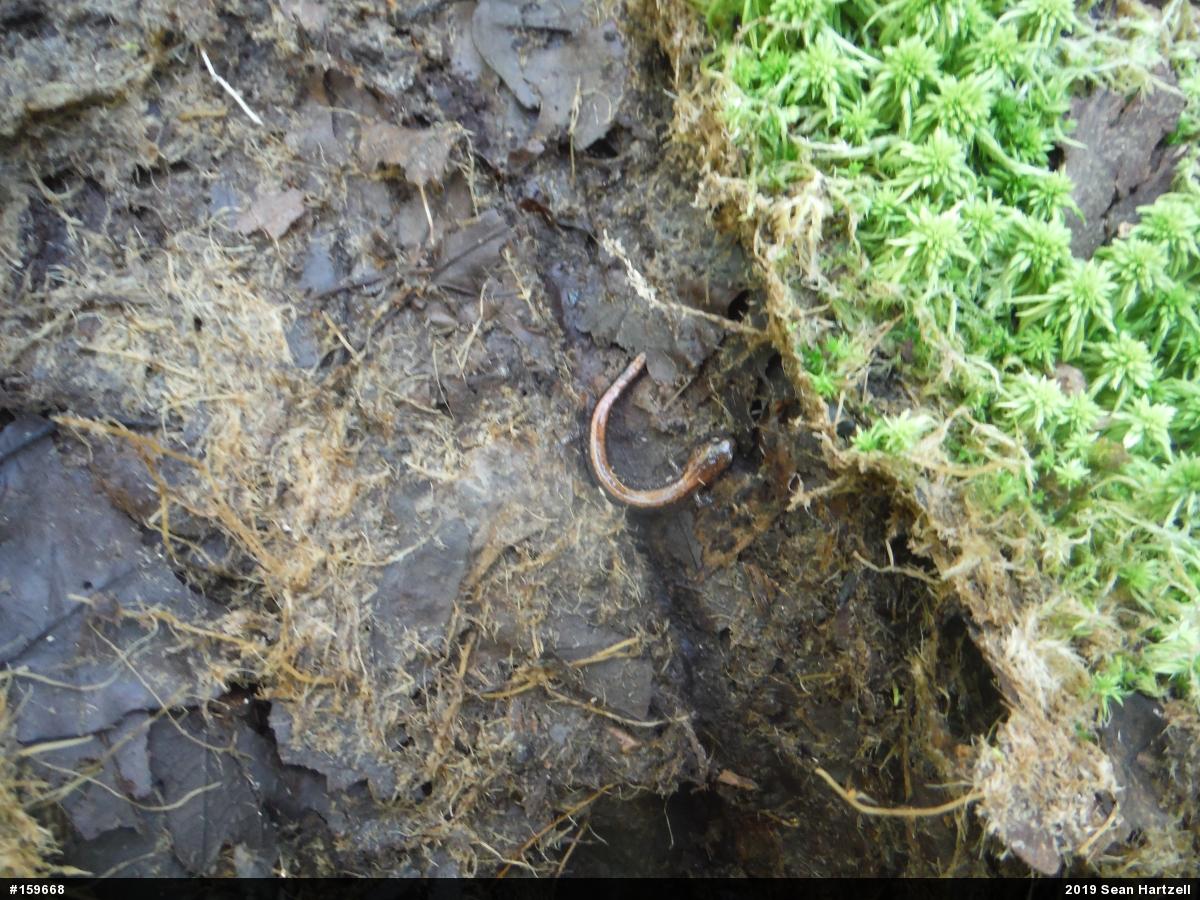 Eastern Red-backed  Salamander