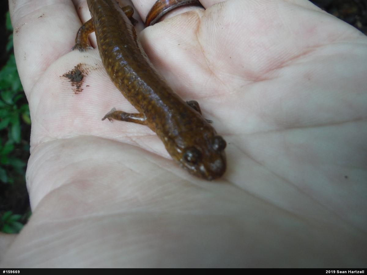 Northern Spring Salamander