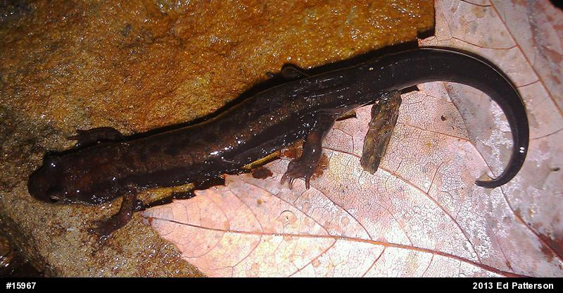 Allegheny Mountain Dusky Salamander