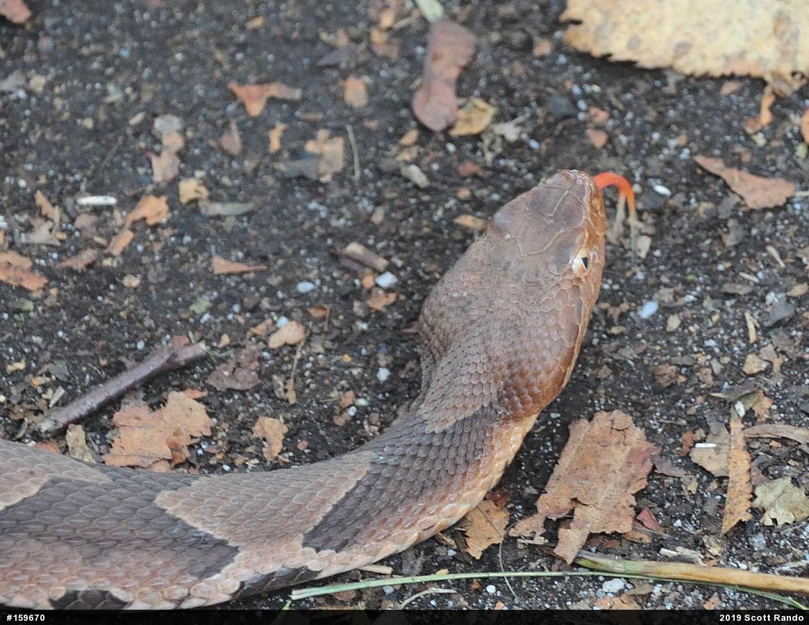 Northern Copperhead