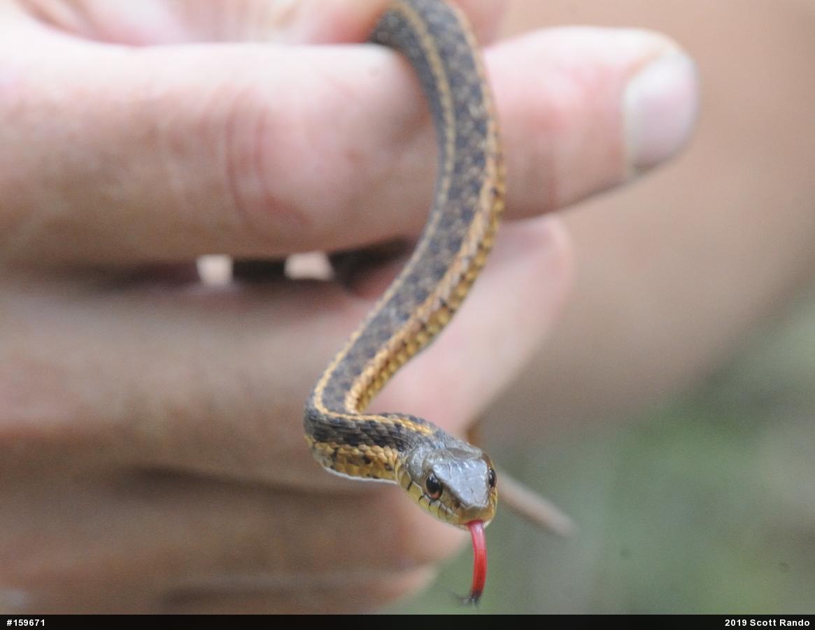 Eastern Gartersnake