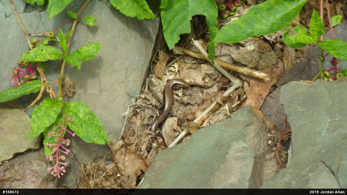 Northern Coal Skink