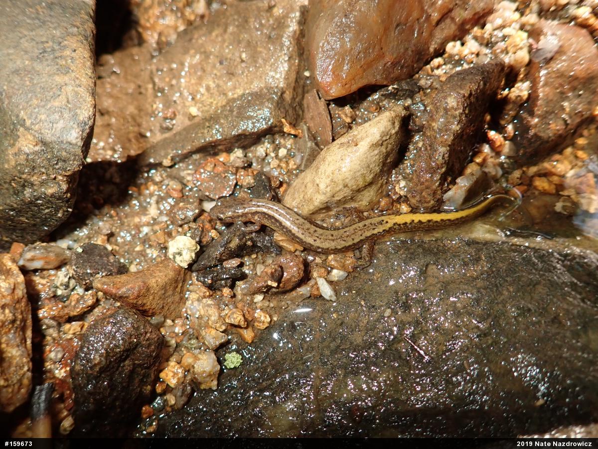 Northern Two-lined Salamander