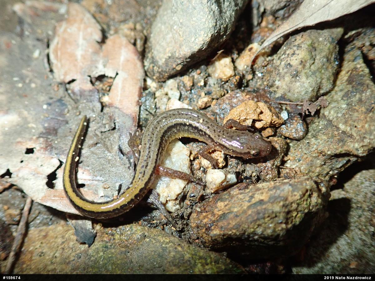 Northern Two-lined Salamander