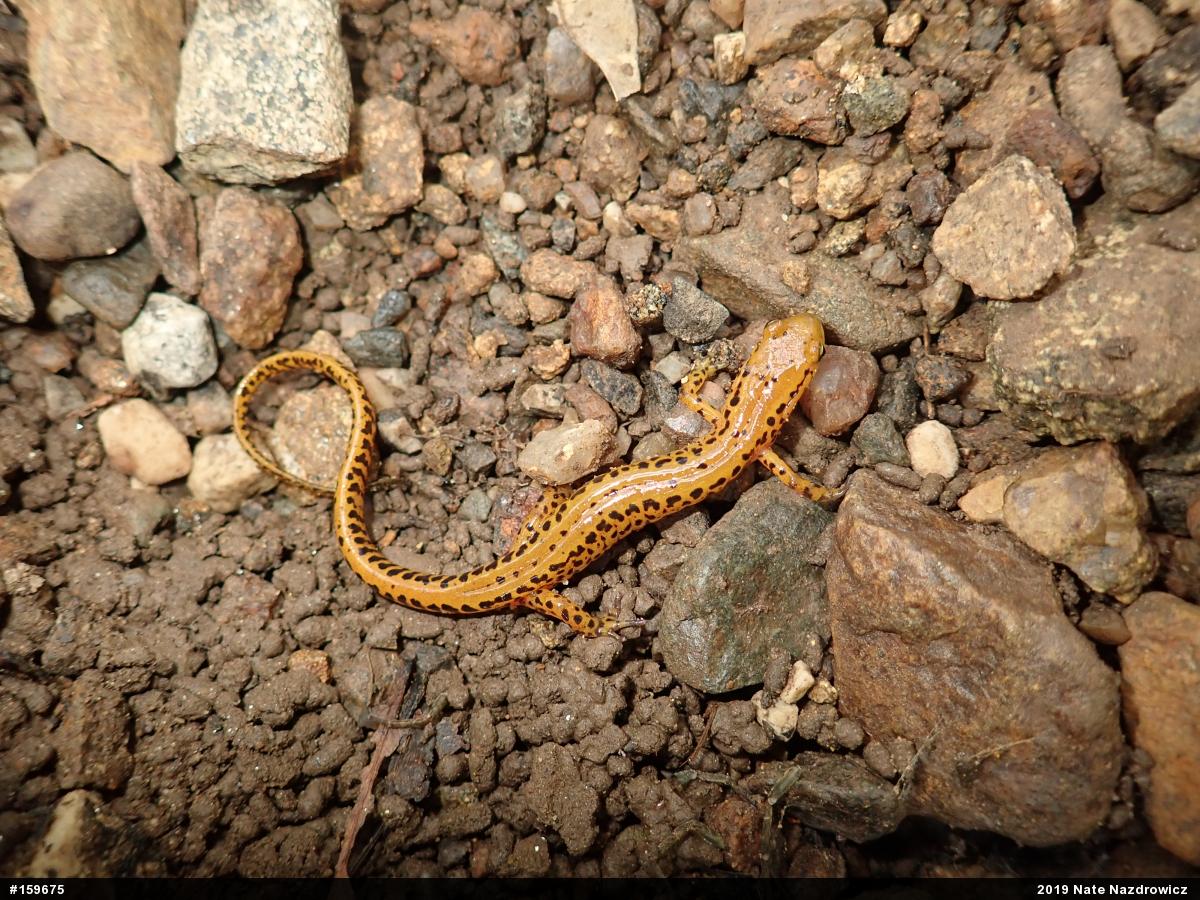 Eastern Long-tailed Salamander