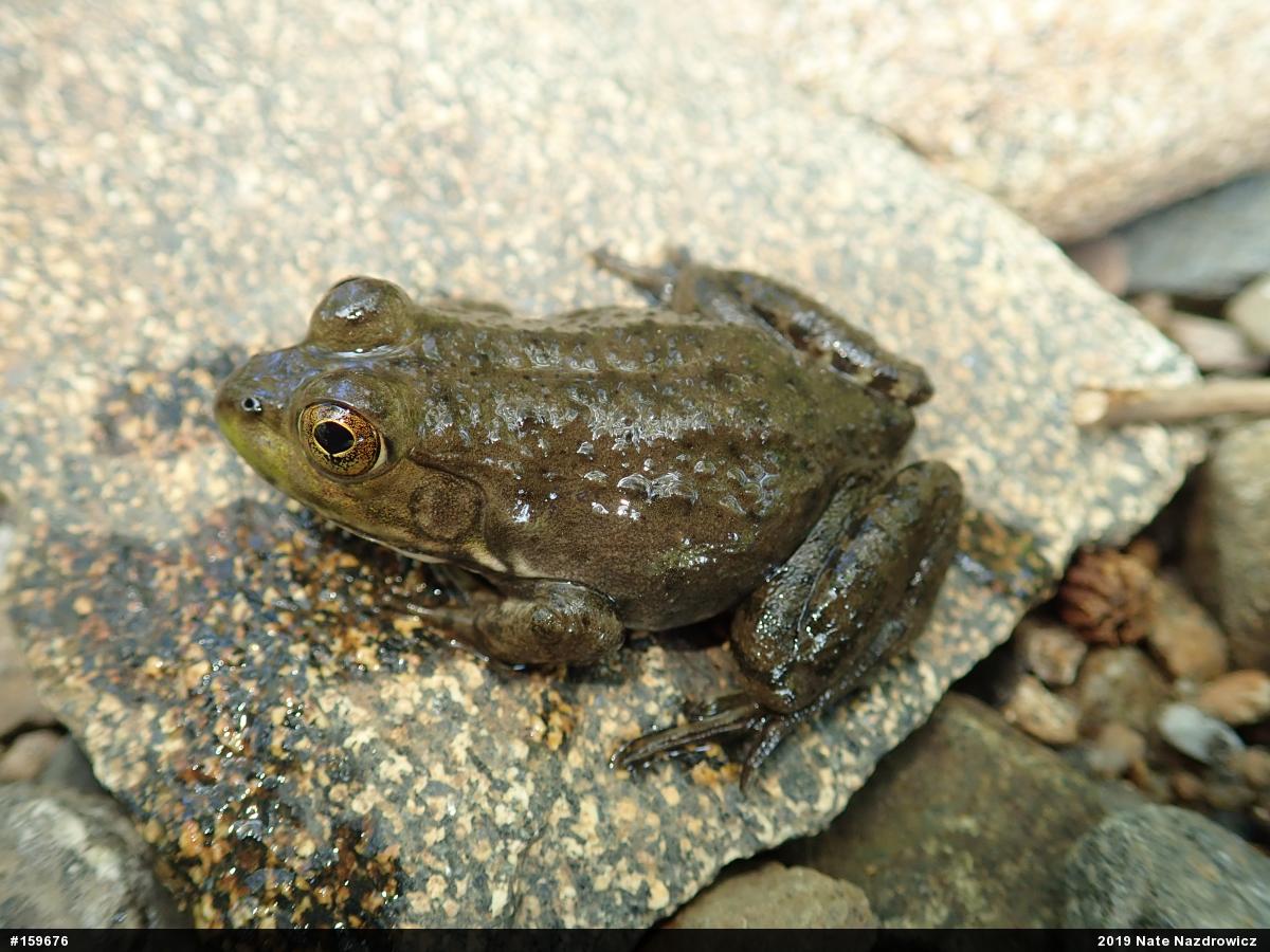 American Bullfrog