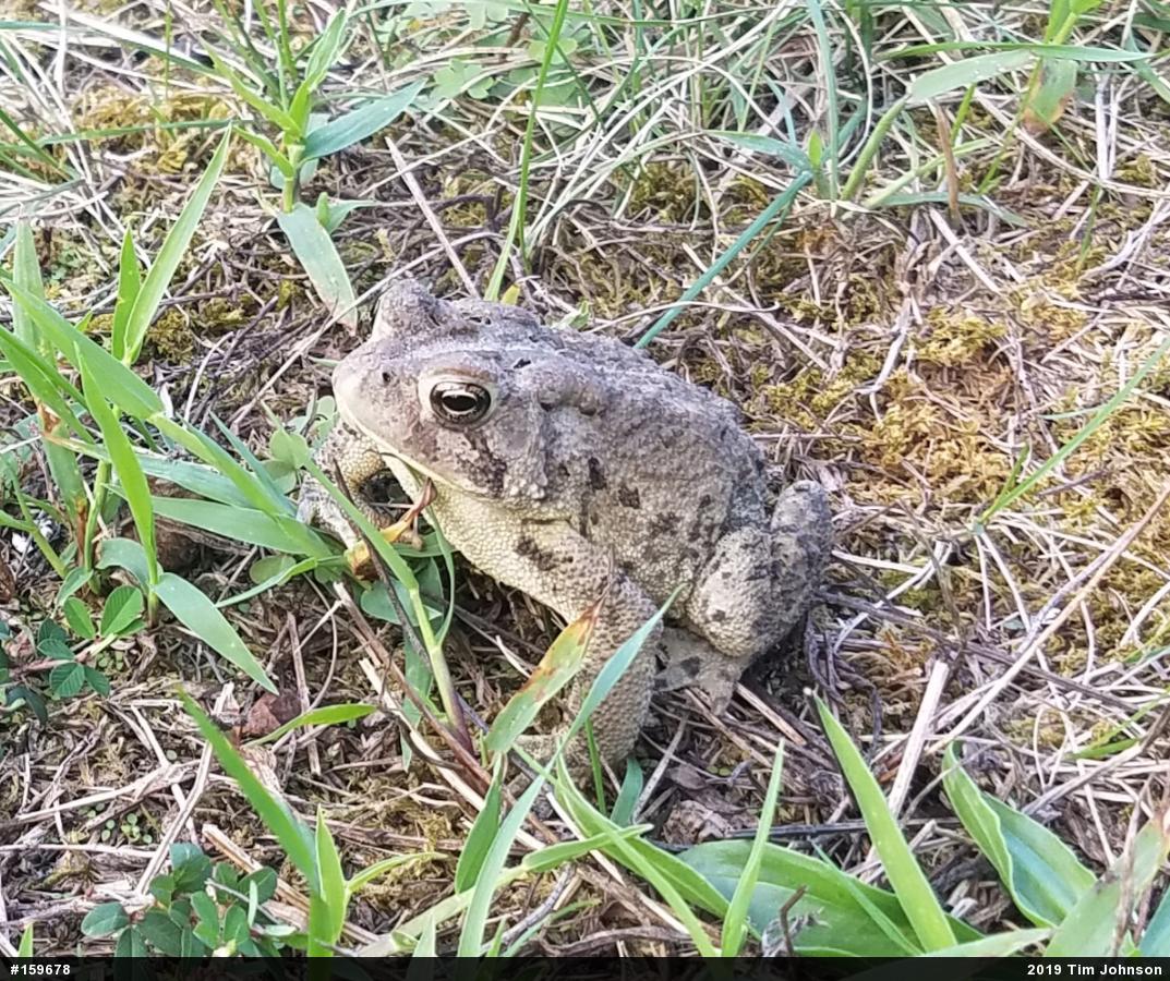 Eastern American Toad