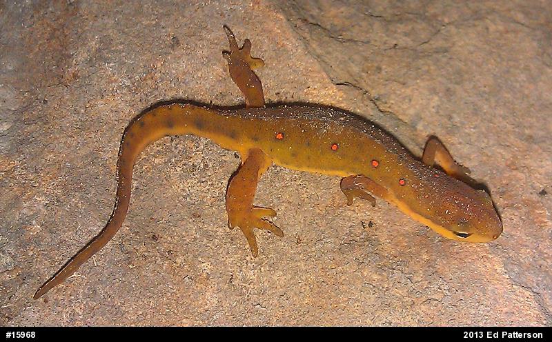 Red-spotted Newt