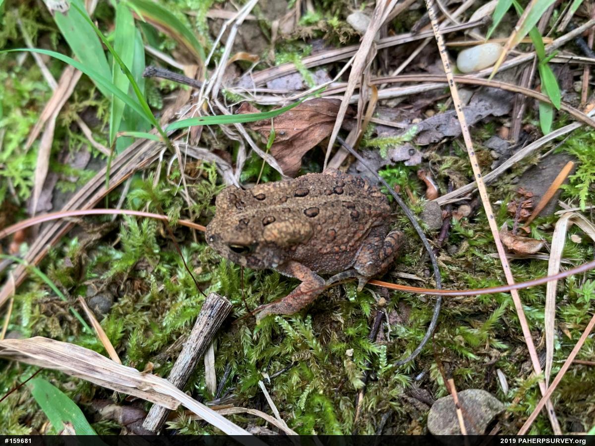 Eastern American Toad