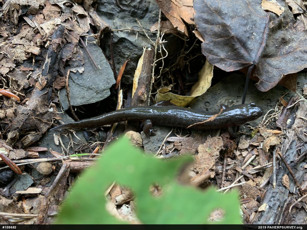 Northern Dusky Salamander