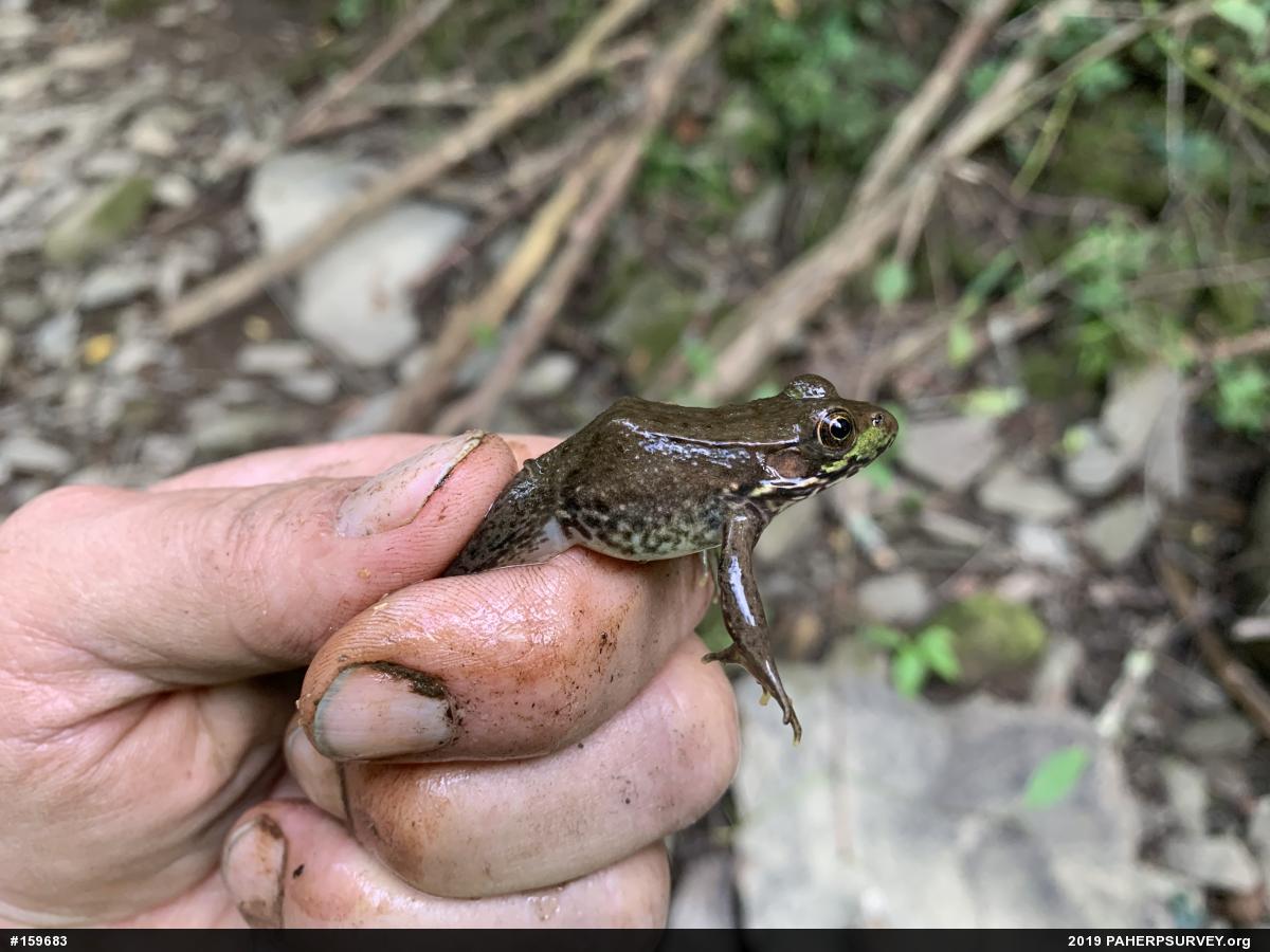 Green Frog