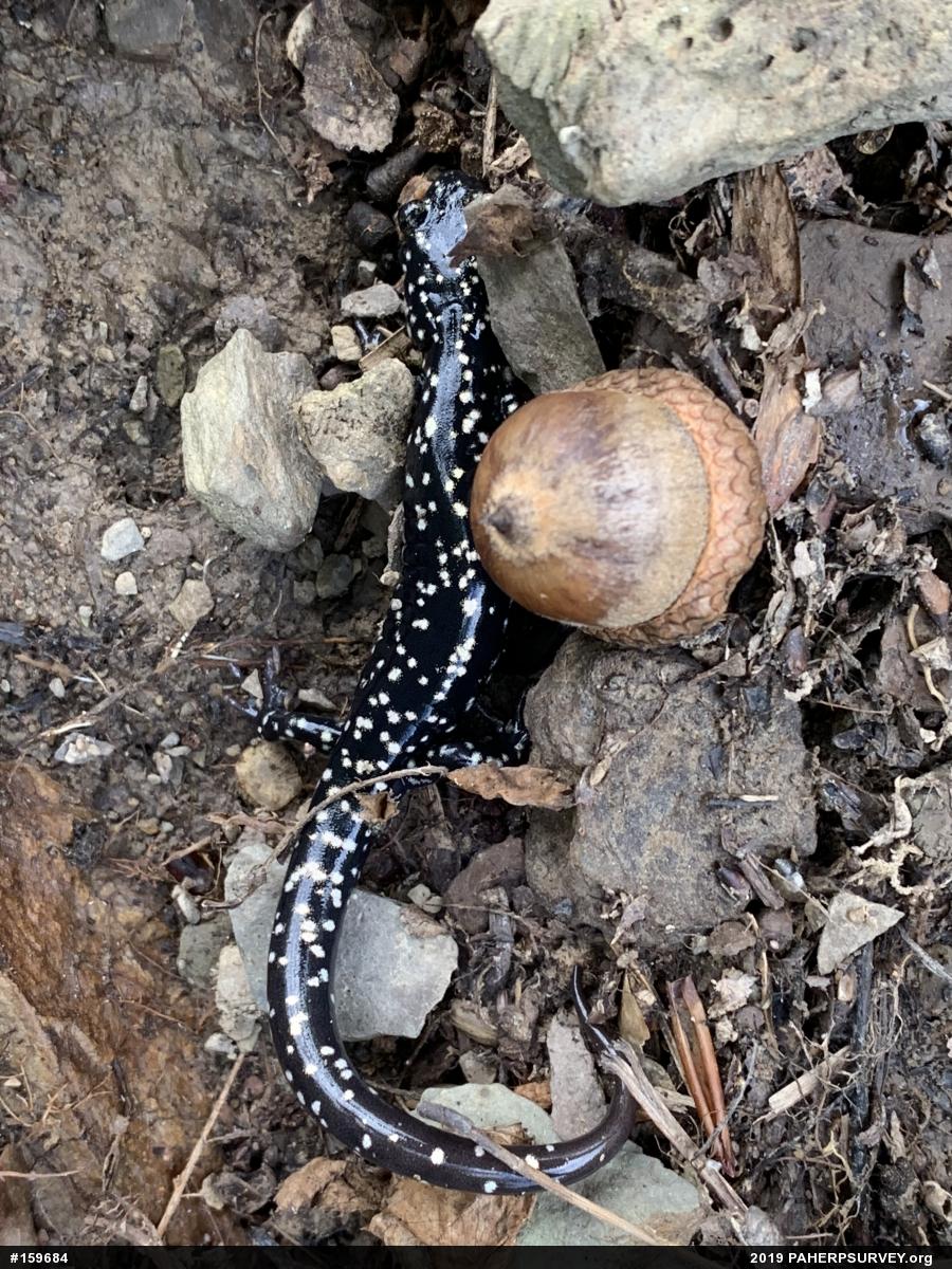 Northern Slimy Salamander